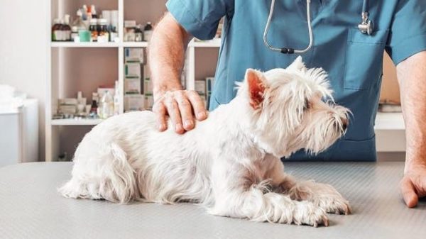 BRING MY PET TO THE VET: A  Royal Canin's Campaign For Responsible Pet Ownership
